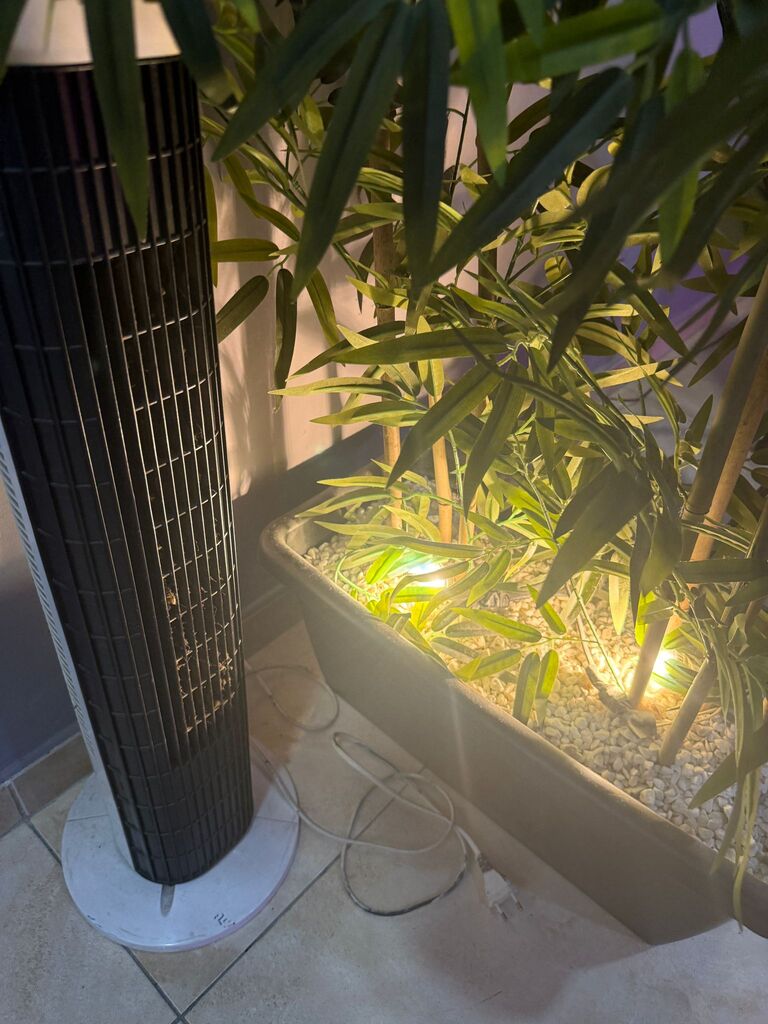 closer look to our beatiful plant